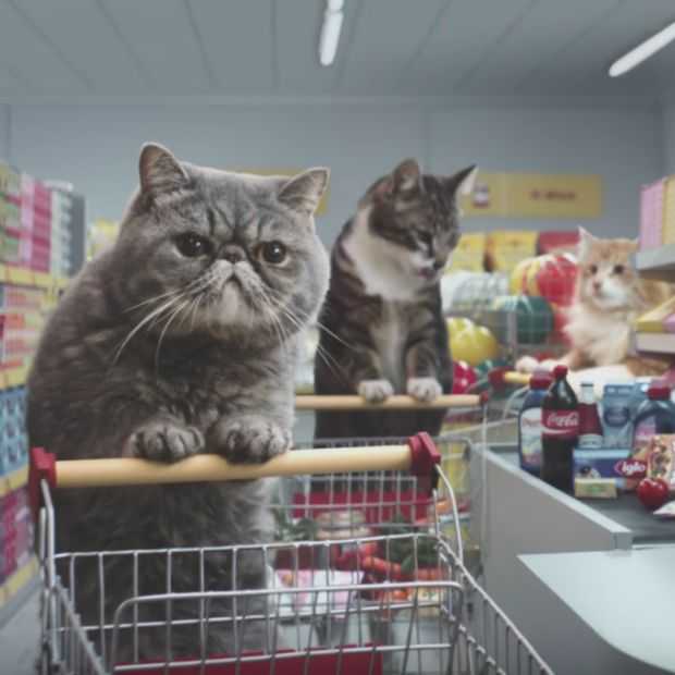 Stuur je kat eens naar de supermarkt!